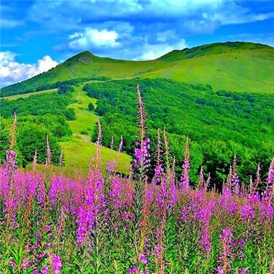 狂野城堡手机版下载